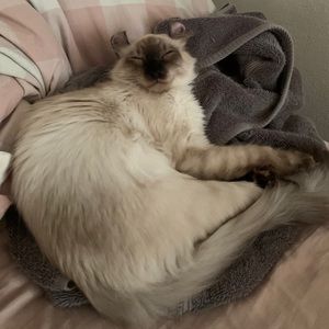 Meet your Posher, Joye